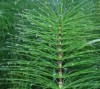 Thumbnail Cola de Caballo (Equisetum arvense)0
